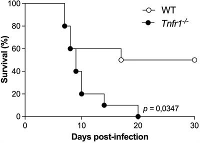 TNF-TNFR1 Signaling Enhances the Protection Against Neospora caninum Infection